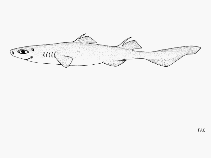Image of Centroscyllium ornatum (Ornate dogfish)