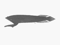 Image of Cetomimus picklei 