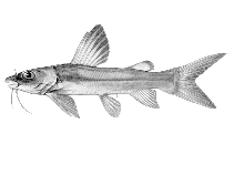 Image of Chrysichthys macropterus 