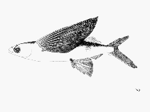 Image of Cheilopogon milleri (Guinean flyingfish)