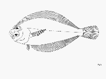 Image of Citharichthys fragilis (Gulf sanddab)