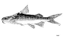 Image of Cinetodus froggatti (Smallmouthed salmon catfish)