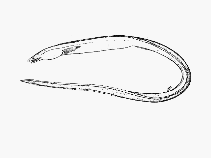 Image of Cirrhimuraena inhacae (Inhaca fringelip)