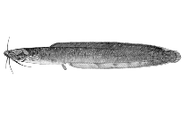 Image of Clariallabes variabilis 