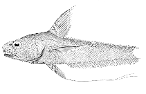 Image of Coryphaenoides longifilis (Longfin grenadier)