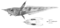 Image of Coelorinchus melanosagmatus 