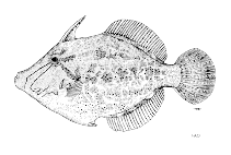 Image of Colurodontis paxmani 