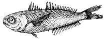 Image of Cubiceps nanus (Dwarf cigarfish)