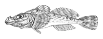 Image of Cyphocottus eurystomus 