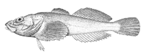 Image of Cyphocottus megalops 