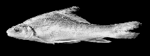 Image of Neobarynotus microlepis 