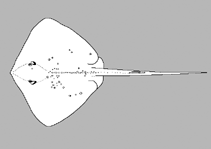 Image of Taeniura lessoni (Oceania fantail ray)