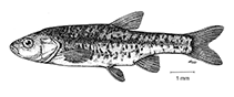 Image of Delminichthys jadovensis 
