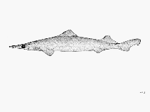 Image of Deania quadrispinosa (Longsnout dogfish)
