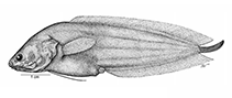 Image of Diancistrus altidorsalis (Humpbacked coralbrotula)