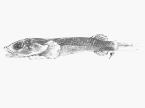 Image of Diplecogaster megalops (Bigeye clingfish)