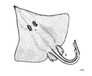 Image of Dipturus stenorhynchus (Prow-nose skate)