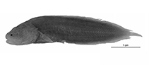 Image of Diancistrus tongaensis (Tonga coralbrotula)