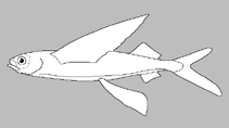 Image of Hirundichthys volador (Atlantic blackwing flyingfish)