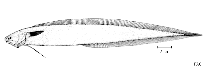 Image of Enchelybrotula gomoni 