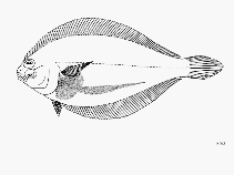 Image of Etropus peruvianus (Peruvian flounder)