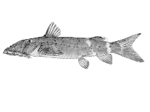 Image of Euchilichthys astatodon 