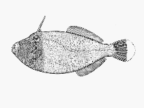 Image of Eubalichthys bucephalus (Black reef leatherjacket)