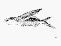 Image of Exocoetus obtusirostris (Oceanic two-wing flyingfish)