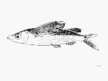 Image of Fodiator acutus (Sharpchin flyingfish)