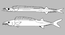 Image of Neoepinnula minetomai (Large-eyed sackfish)