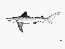 Image of Glyphis gangeticus (Ganges shark)