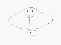 Image of Gymnura natalensis (Butterfly ray)