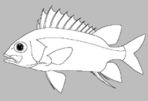 Image of Sargocentron borodinoensis (Borodino soldierfish)