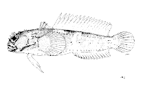 Image of Halophryne queenslandiae (Sculptured frogfish)