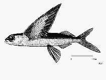 Image of Hirundichthys coromandelensis (Coromandel flyingfish)