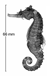 Image of Hippocampus hendriki (Eastern spiny seahorse)
