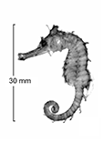 Image of Hippocampus montebelloensis (Monte Bello seahorse)