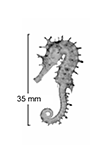 Image of Hippocampus multispinus (Northern spiny seahorse)