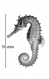 Image of Hippocampus multispinus (Northern spiny seahorse)