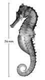 Image of Hippocampus queenslandicus (Queensland seahorse)