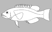 Image of Choerodon cypselurus (Swallowtail tuskfish)