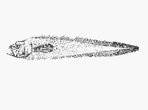 Image of Lamprogrammus exutus (Legless cuskeel)