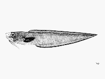 Image of Lepophidium aporrhox (Dusky cusk eel)
