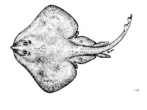 Image of Leucoraja circularis (Sandy ray)