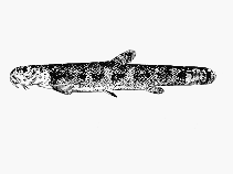 Image of Lepidocephalichthys lorentzi 