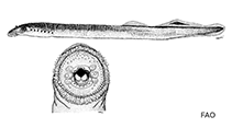 Image of Lethenteron ninae (Western Transcaucasian lamprey)