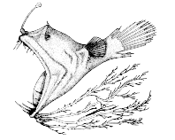 Image of Linophryne algibarbata 