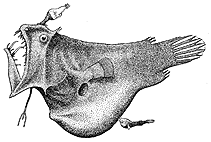 Image of Linophryne argyresca 