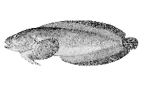 Image of Liparis dennyi (Marbled snailfish)