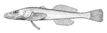 Image of Limnocottus griseus 